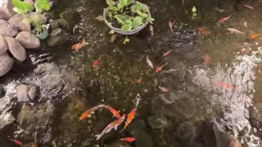 4k video. Kırmızı koi balıklı koi havuzu ve taş tabanlı su altında yüzen altın koi balığı. Koi balığı yüzüyor dalgalar yaratıyor ve su yüzeylerine sıçrıyor..