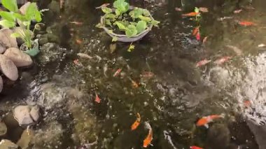 4k video. Kırmızı koi balıklı koi havuzu ve taş tabanlı su altında yüzen altın koi balığı. Koi balığı yüzüyor dalgalar yaratıyor ve su yüzeylerine sıçrıyor..