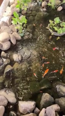 4k video. Kırmızı koi balıklı koi havuzu ve taş tabanlı su altında yüzen altın koi balığı. Koi balığı yüzüyor dalgalar yaratıyor ve su yüzeylerine sıçrıyor..