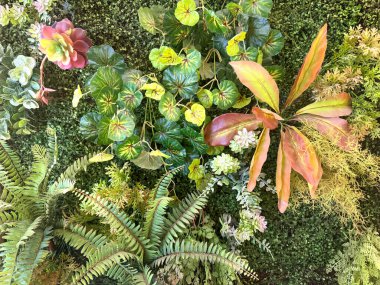 Duvardaki renkli dikey bahçeyi kapat. Çeşitli yaprakları birleştirilmiş ve istiflenmiş doğal duvar yeşillikleri. Dikey yeşil bitki tasarımı. Kusursuz bitki arkaplan dokusu.