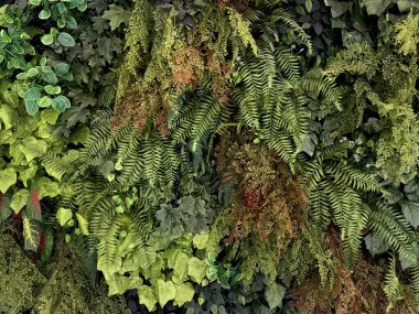 Duvardaki renkli dikey bahçeyi kapat. Çeşitli yaprakları birleştirilmiş ve istiflenmiş doğal duvar yeşillikleri. Dikey yeşil bitki tasarımı. Kusursuz bitki arkaplan dokusu.