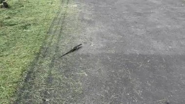 Kertenkelenin süründüğü ve caddeden karşıya geçtiği 4K görüntüler. Su izleme kertenkelesi tropikal ülkelerde yaygındır, yaşam alanı bataklık, su birikintisi veya kanalizasyon çukurudur..