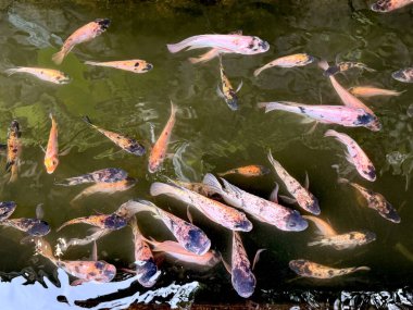Kırmızı koi balıklı koi havuzu ve taş tabanlı su altında yüzen altın koi balığı. Koi balığı yüzüyor dalgalar yaratıyor ve su yüzeylerine sıçrıyor..