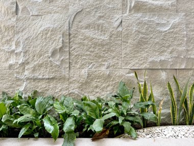 Yeşil tropikal palmiye yaprakları ve beyaz çakıl taşlarıyla bej travertin duvar. Modern tropikal doğal dış bahçe manzarası.