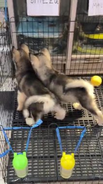 Alaska Malamute Köpek Yavrusu 'nun kafeste eğlenirken 4K görüntüsü. İki Sibirya Husky 'si ve Alaska malamute köpek yavrusu oynuyor. Sevimli, gülümseyen ve bir evcil hayvan kadar sevimli..