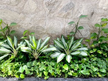 Çin Evergreens aglaonema tropik bitki çalıları şeytan sarmaşık yaprakları ile. Genellikle bej kireç taşı duvarlı bahçe dekoratif çalı ve çalılar olarak kullanılır. Doğal bitki fotoğrafçılığı.