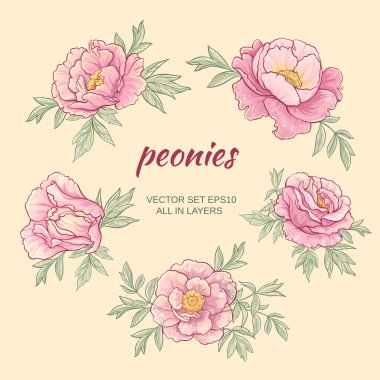 renk arka plan sette Peonies vektör