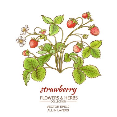 Beyaz arkaplanda çilek