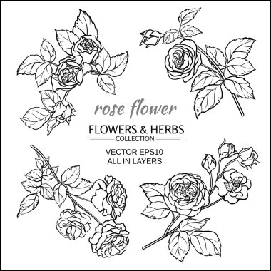 beyaz zemin üzerine gül kümesi