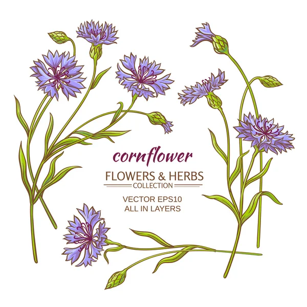 Cornflower vetor definido —  Vetores de Stock