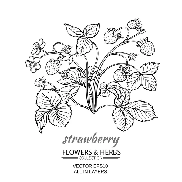 Strawberry on white background — Stock Vector