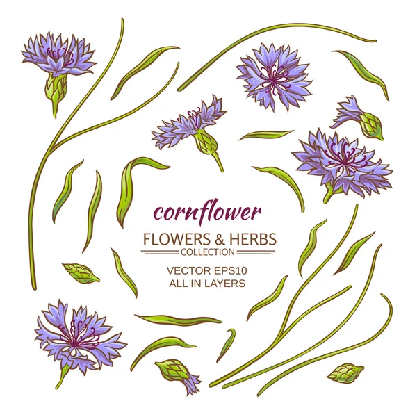 Cornflower vetor definido —  Vetores de Stock