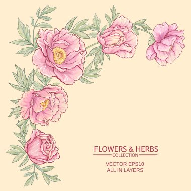 Peonies vektör çerçeve