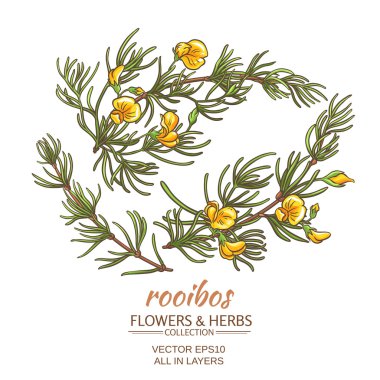 Rooibos set vektör