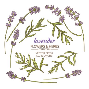 Lavanta vektör set