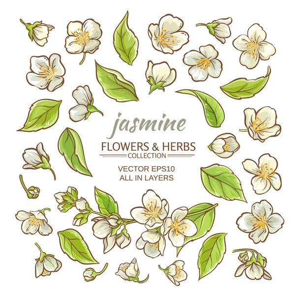 Jazmín flores conjunto — Vector de stock