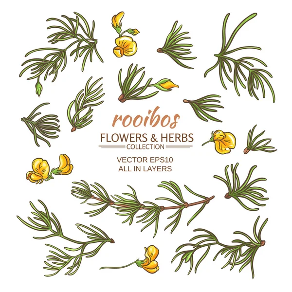 Rooibos vector conjunto — Vector de stock