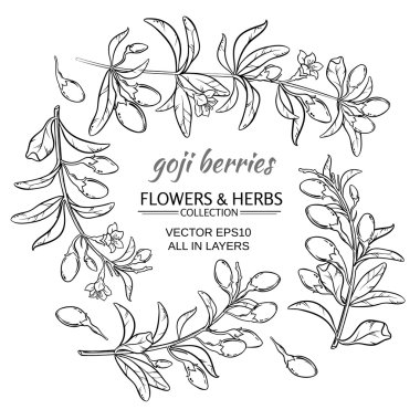 Goji berry vektör set