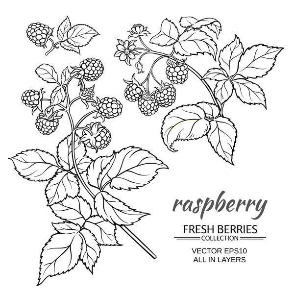 Raspberry vector set — Stockvector