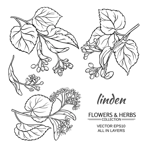 Linden vector set — Stockvector