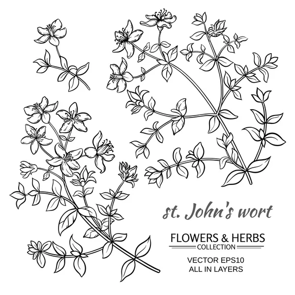 St John's wort vektör set