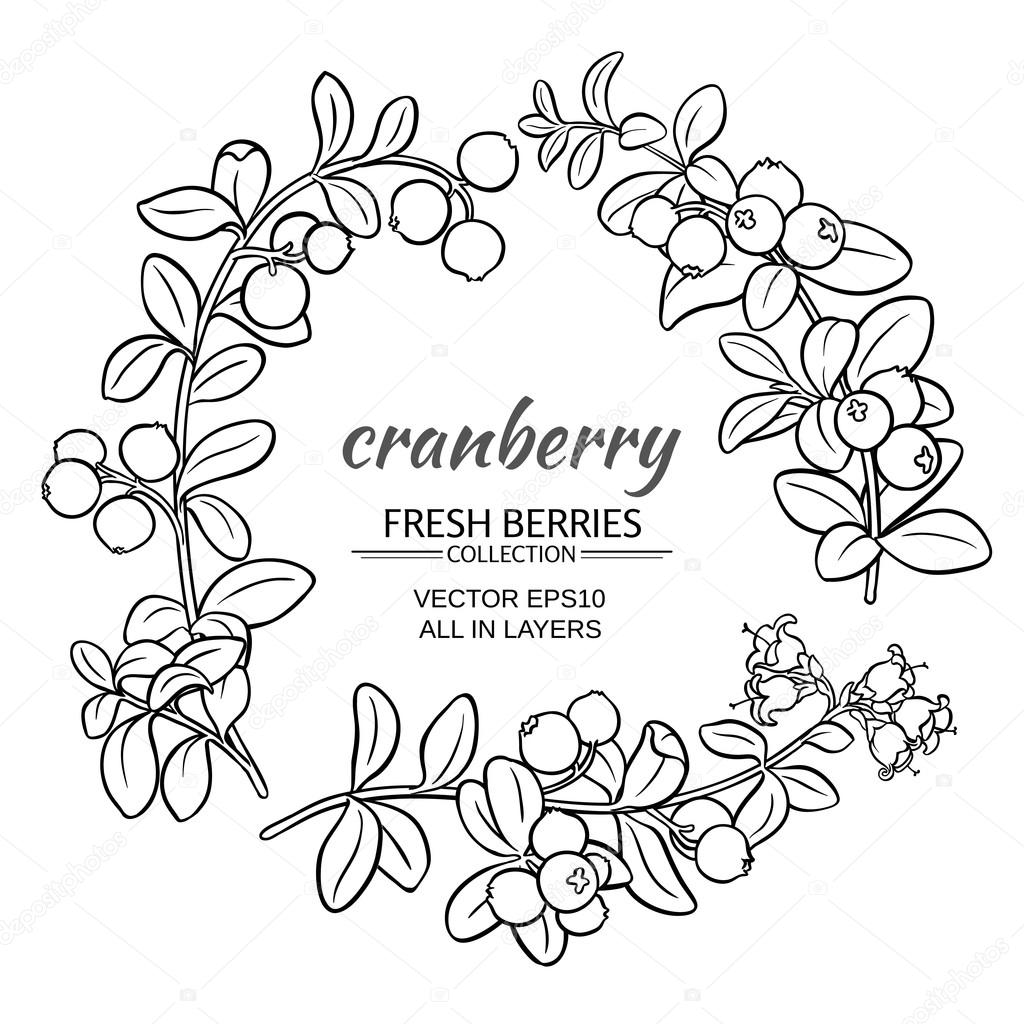 cranberry vector set