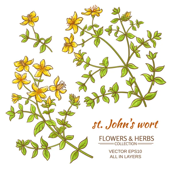 St John's wort vektör set