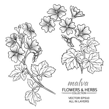 Malva vektör set