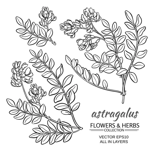 Astragalus vektor készlet — Stock Vector