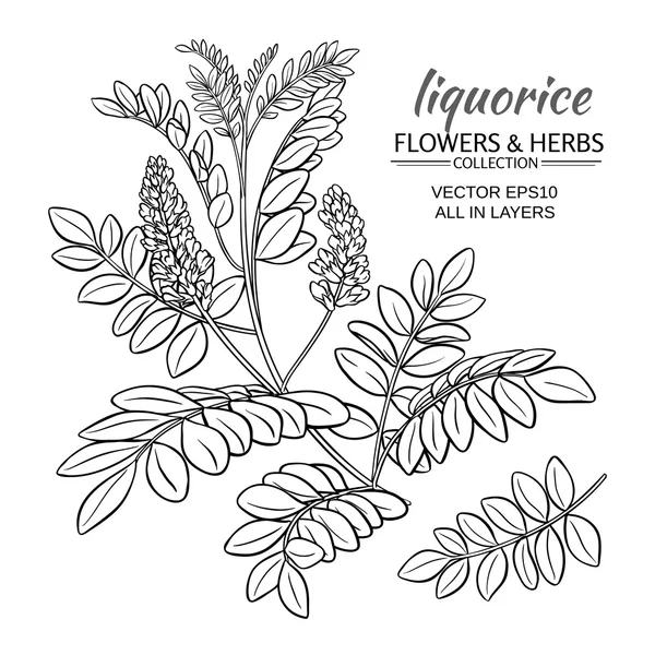 Illustratie met liquorise plant — Stockvector