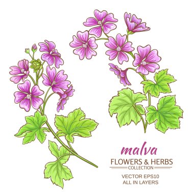 Malva vektör set