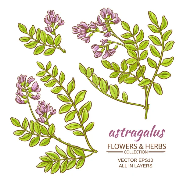 Astragalus-Vektorset — Stockvektor