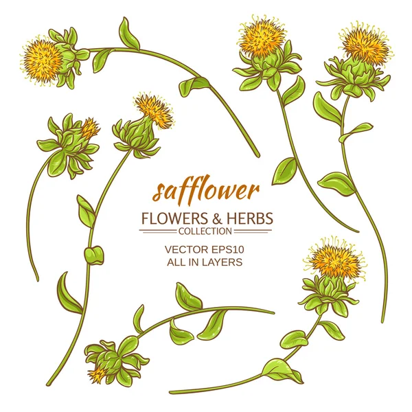 Safflower vector set — Stock Vector