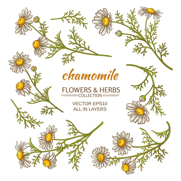 Papatya vektörü seti