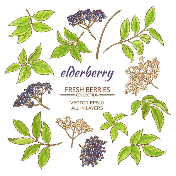 Elderberry φορέα που — Διανυσματικό Αρχείο