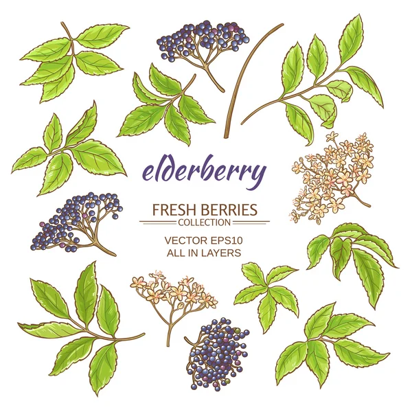 Elderberry vector set - Stok Vektor