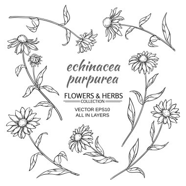 Echinacea purpurea vektör set
