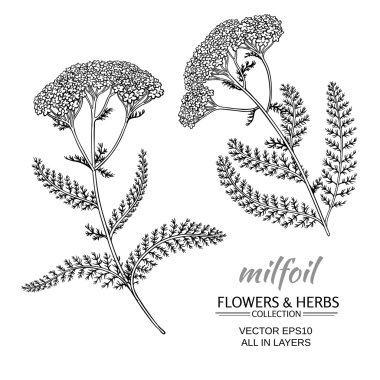 milfoil vektör set