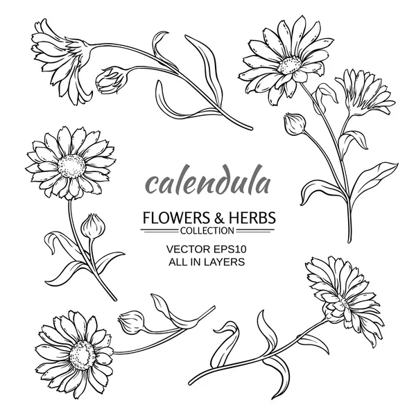 Calendula vector set — Stock Vector