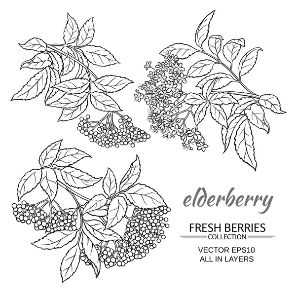 Elderberry vector set — Stock Vector