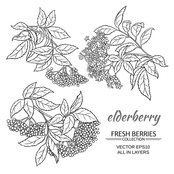elderberry vector set