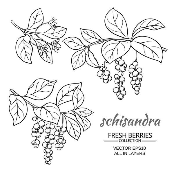 Schisandra vektör set — Stok Vektör