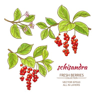 Schisandra vektör set