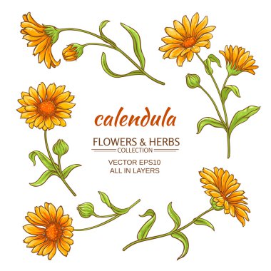 Calendula vektör set