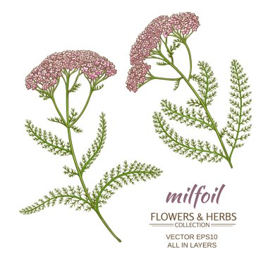 milfoil vektör set