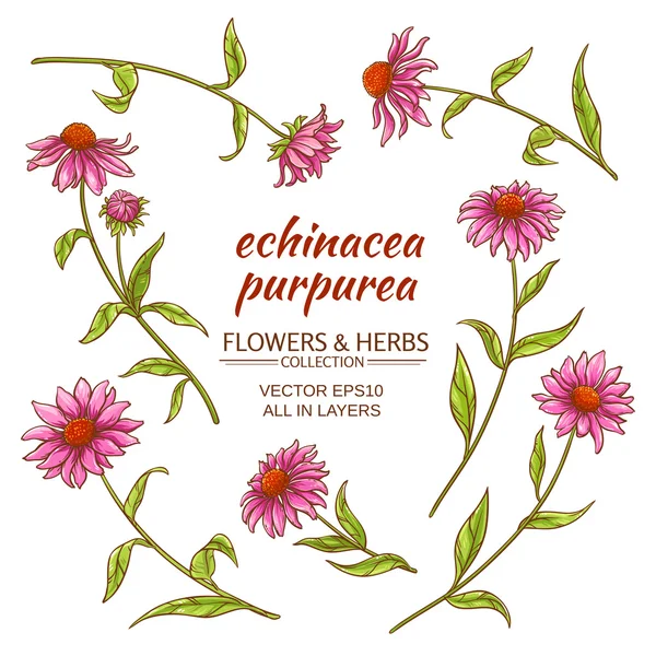 Echinacea purpurea vector set — Stock Vector