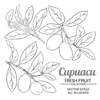 cupuacu vektör kümesi