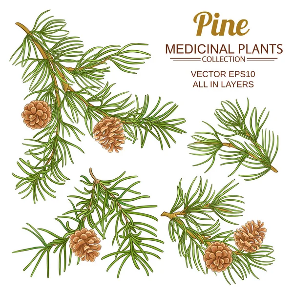 Pine vector set Royalty Free Stock Vectors