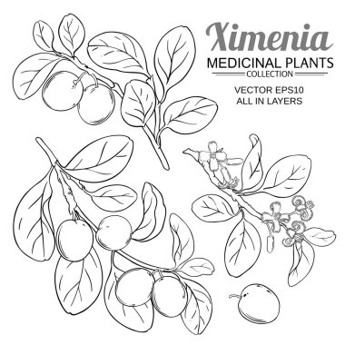 Ximenia vektörü ayarlandı