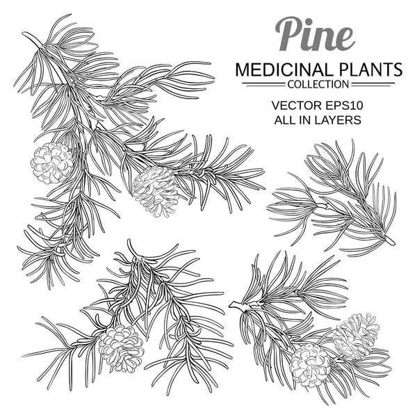 Pine vector set Royalty Free Stock Vectors